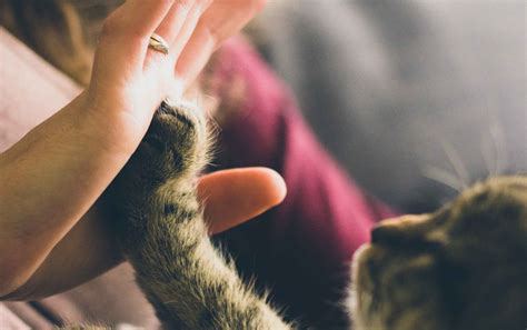 lonely meow mia|Lonely Miaow Association .